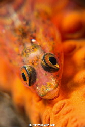 Wire coral goby. 
D800, 105, SMC plus  multiplier. by Mehmet Salih Bilal 